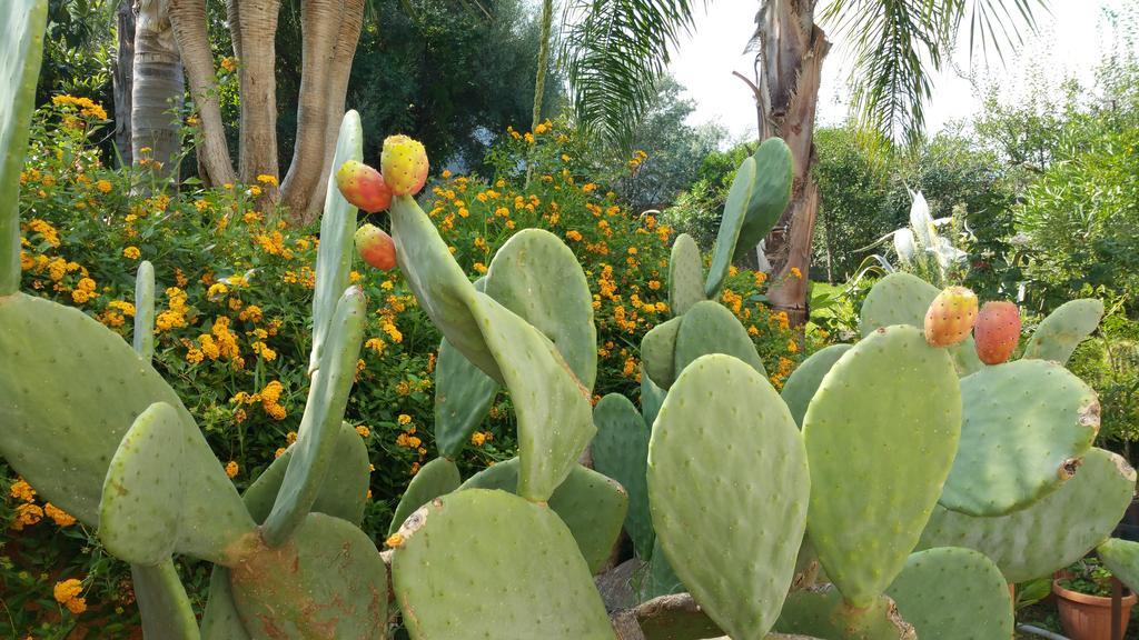 Flora Alojamento de Acomodação e Pequeno-almoço Mondello